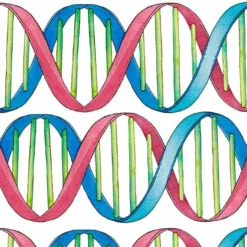 Bio-Jersey, DNA Doppelhelix, Kleiner Einstein