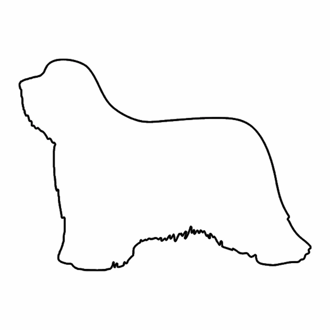 Hunderassen (Dogs) Bearded Collie 4 Hunderassen (Dogs) Bearded Collie – Bild 4